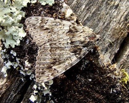 light crimson underwing